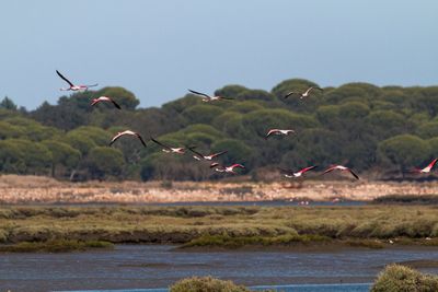 Flock of birds flying over the water