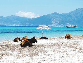 Man lying on shore with cows at beach against sky