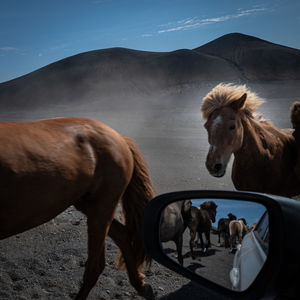 Horses in the ground