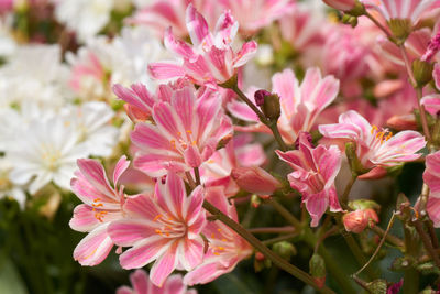 Lewisia flower in bloom in the garden