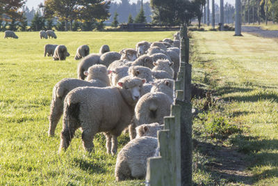 Sheep by fence on field