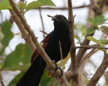 Low angle view of bird perching on branch