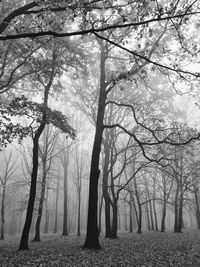 Bare trees in forest