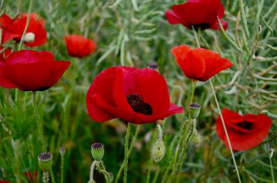 Close-up of red poppy flowers on field