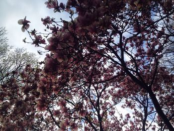 Low angle view of blooming tree against sky