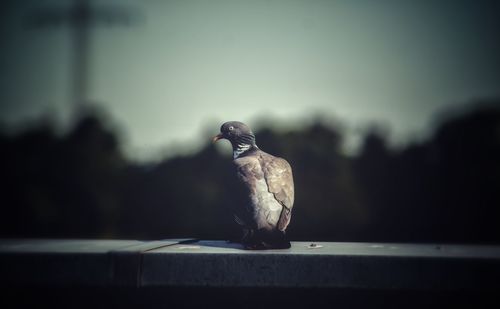 Close-up of bird perching on railing