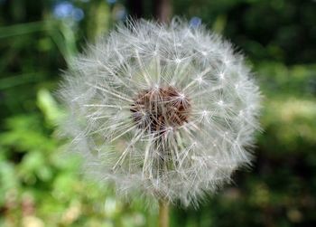 Close-up of dandelion