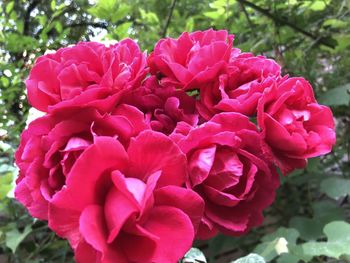 Close-up of pink rose flowers