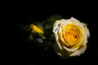 Close-up of yellow rose against black background