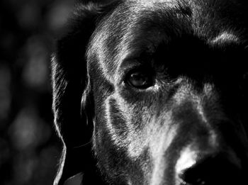 Close-up portrait of dog