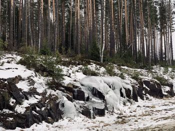 Pine trees in forest during winter