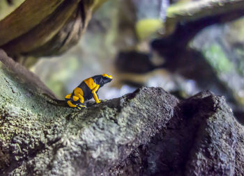 Close-up of insect on rock