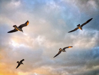 Low angle view of bird flying in sky