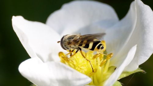 Close-up of bee on white flower