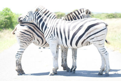 Side view of zebra standing on field