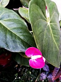 Close-up of pink flowering plant