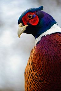 Ringneck pheasant