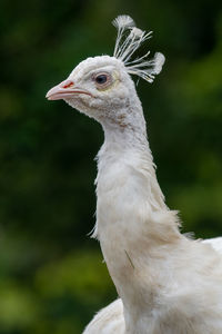 Head shot of a leucistic peacock with a green background