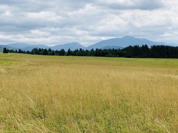 Scenic view of field against sky