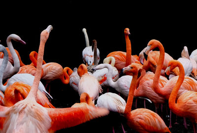 Flock of birds against black background