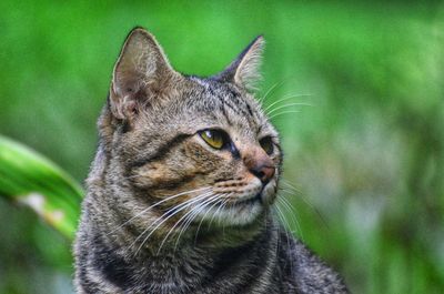 Close-up of a cat looking away