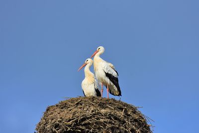 Low angle view of storks perching on nest against clear blue sky