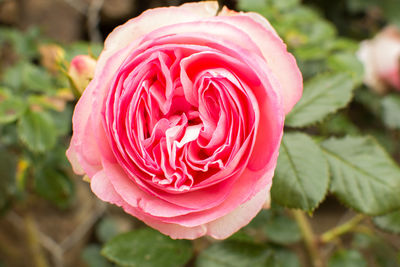 Close-up of pink rose