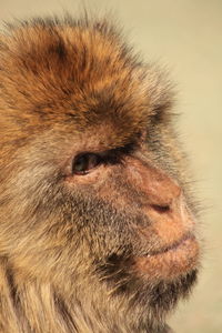 Close-up of a monkey looking away