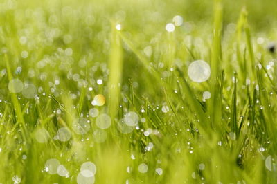 Close-up of wet grass on field