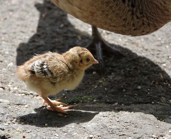 High angle view of a bird