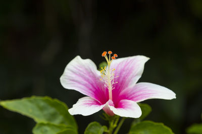 Close-up of insect on flower blooming outdoors