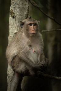 Long-tailed macaque sits in tree looking right