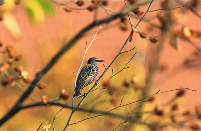 Young starling sitting on a branch in autumn