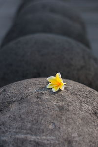 Close-up of yellow flower