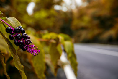 Close-up of purple flowering plant