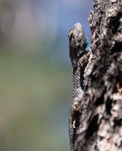 Close-up of a tree trunk