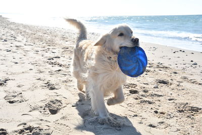 Full length of a dog on beach