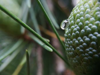 Close-up of wet green plant