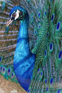 Close up of peacock with beautiful blue and green color