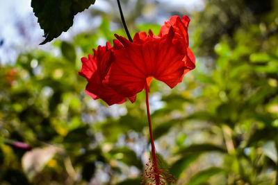 This is the blooming red china rose or hibiscus bali.