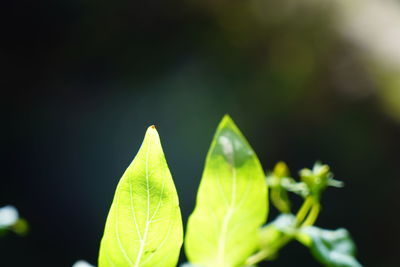 Close-up of green leaves