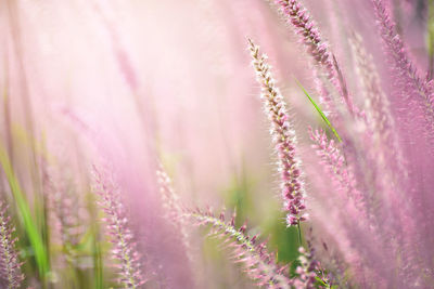 Close-up of pink flowering plants on field