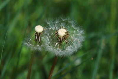 Close-up of dandelion on plant