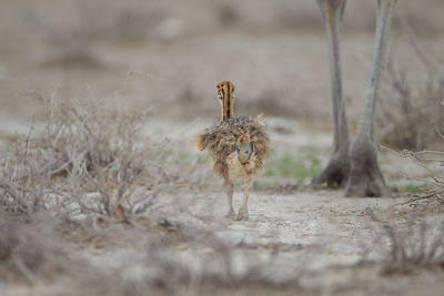 Portrait of bird on field