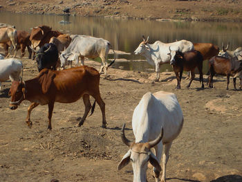 Horses on a field