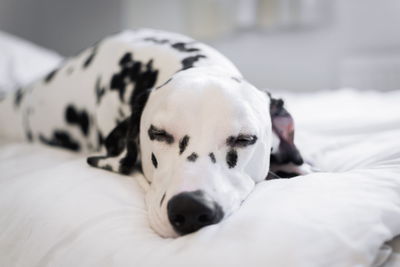 Dalmatian dog sleeping on bed