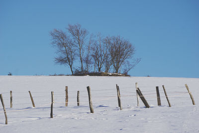 Bare trees on field against clear sky during winter