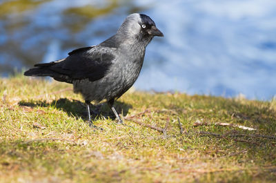Close-up of bird perching on field