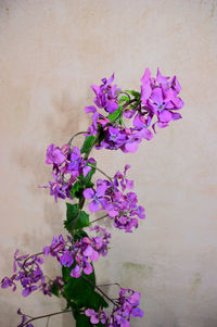 Flowers growing in plant