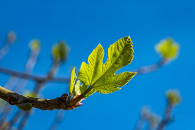 Low angle view of plant against sky